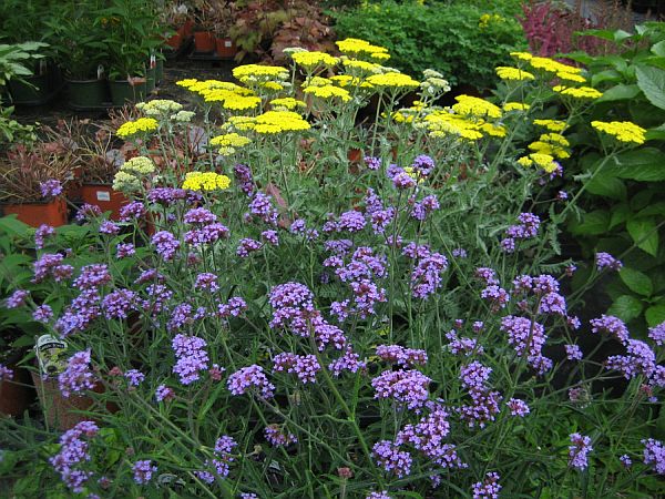 Achillea Moon Dust & Verb bon 600 Achillea Moon Dust & Verb bon 600