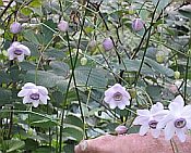 Anemonopsis macrophylla Anemonopsis macrophylla