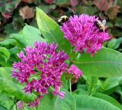 Asclepias purpurescens Asclepias purpurescens