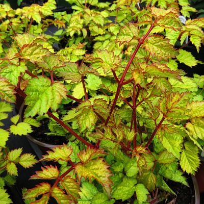 Astilbe c Amber Moon Astilbe c Amber Moon