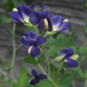 Baptisia Midnight Prairieblues 175 Baptisia Midnight Prairieblues 175