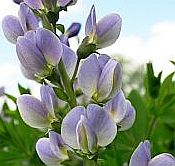 Baptisia x variicolor Starlite Prairieblues Baptisia x variicolor Starlite Prairieblues