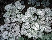 Brunnera 'Jack Frost' Brunnera 'Jack Frost'