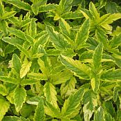 Silver+variegated+dogwood+shrub