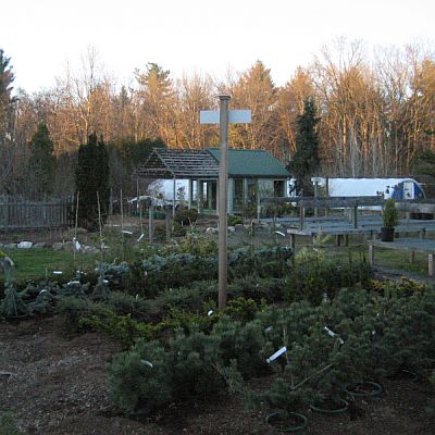 Conifer area 400 Conifer area 400