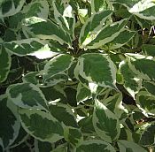 Silver+variegated+dogwood+shrub