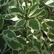 Variegated+dogwood+shrub+pruning