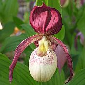 Cypripedium 'Philipp' Cypripedium 'Philipp'