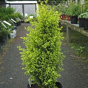 Jun. communis 'Gold Cone' Jun. communis 'Gold Cone'
