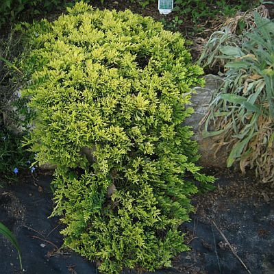 Juniperus h Mother lode 400 Juniperus h Mother lode 400