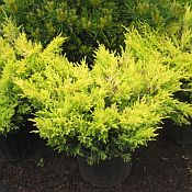 Juniperus horiz. 'Limeglow' 175