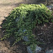 Juniperus procumbens 'Nana' Juniperus procumbens 'Nana'