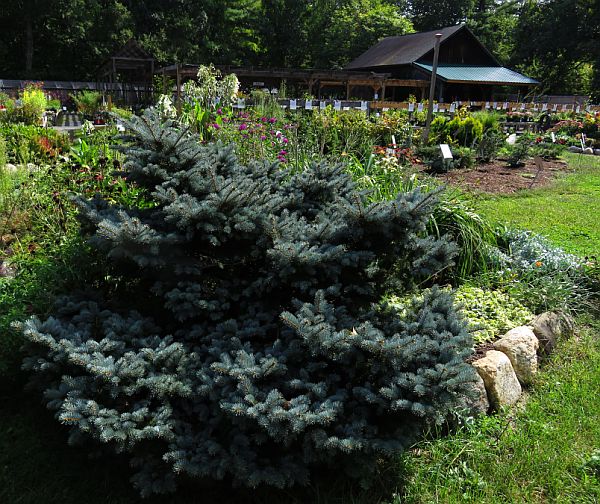Picea p Montgomery 600 Picea p Montgomery 600