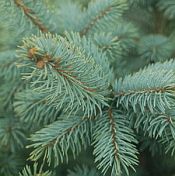 Picea pungens Baby Blue 175 Picea pungens Baby Blue 175
