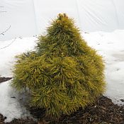 Pinus syl Aurensis Pinus syl Aurensis