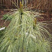 Pinus wallichiana (griffithii) 'Zebrina' Pinus wallichiana (griffithii) 'Zebrina'