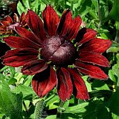 Rubeckia h Cherry Burgundy 175 Rubeckia h Cherry Burgundy 175