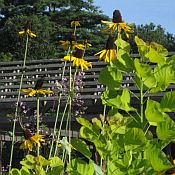 Rudbeckia maximum 175 Rudbeckia maximum 175