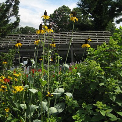 Rudbeckia maximum 400 Rudbeckia maximum 400