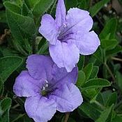 Ruellia humilis 175 Ruellia humilis 175