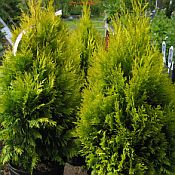 Thuja p 4ever Goldy 175 # 2 Thuja p 4ever Goldy 175 # 2