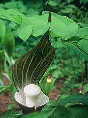 arisaema sikokianum arisaema sikokianum