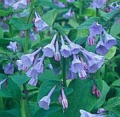 mertensia verginica mertensia verginica
