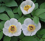 paeonia japonica paeonia japonica