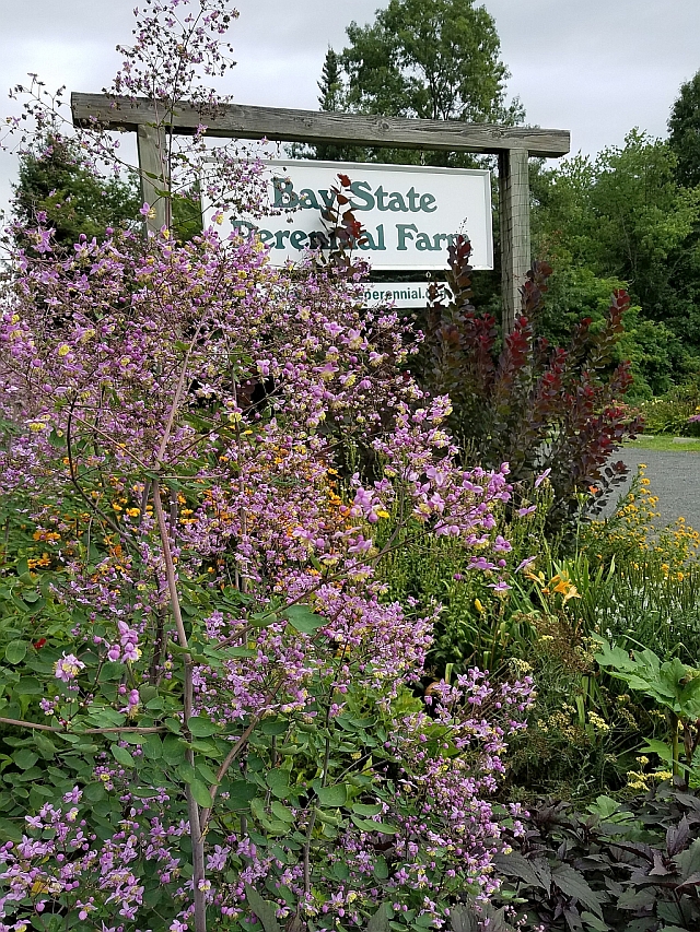 Bay State Perennial Farm